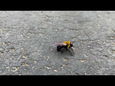 Up Close with a Carpenter Bee in Bridgewater, NJ