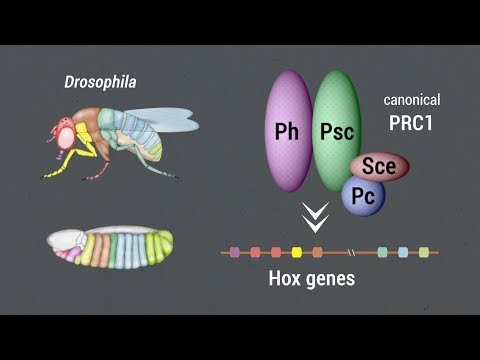 Loss of PRC1 induces higher-order opening of Hox loci during Drosophila embryogenesis