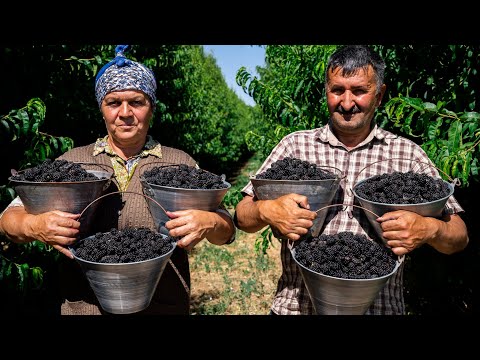 Picking Fresh Blackberry and Making Drink and Cake in the Village