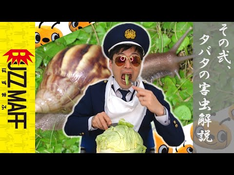 Sabaphrynus maculatusについて詳しく解説