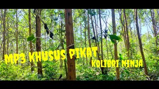 Download lagu mp3 khusus pikat konin,,anti zonk mp3