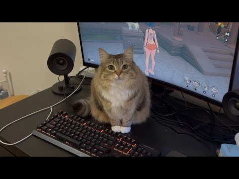 집사의 컴퓨터 책상 위를 사수하는중인 냥이