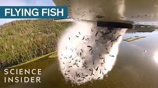 Why Utah Drops Fish Out Of Airplanes Into Their Mountain Lakes