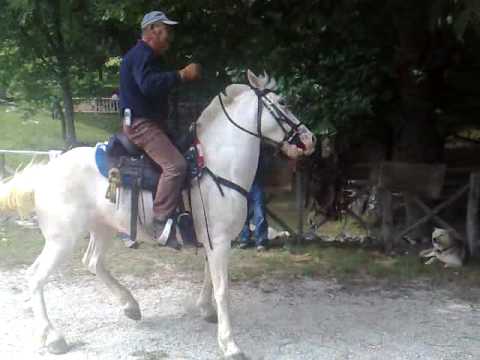 cavalieri del cervato parte 1