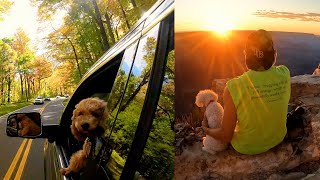 What a Travel Dog Can Teach Us - PEOPLE CONNECTION  (Meet Bailey - Honoring Bella)