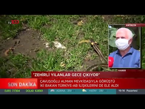 Zehirli Yılanlar Gece Çıkıyor