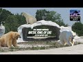 Arctic Ring Of Life 2001 At The Detroit Zoo Exhibit Tours Ep 37