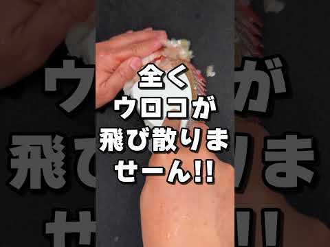 【100均】ダイソー「しゃもじ」でウロコを飛ばさずに取る裏技! #ダイソー #DAISO #shorts #裏技 #鱗取り#ウロコ #釣り #100均#ライフハック