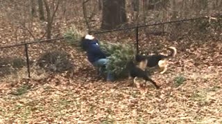 Dogs Won’t Let Owner Throw Out Family’s Christmas Tree