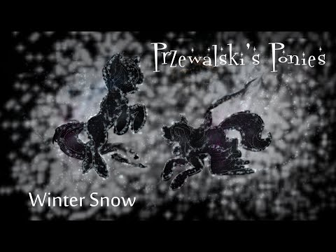 Przewalski's Ponies feat. Velvet R. Wings - Winter Snow