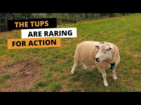 THE TUPS ARE RARING FOR ACTION