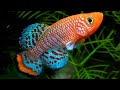 Ikan Hias Air Tawar Mini