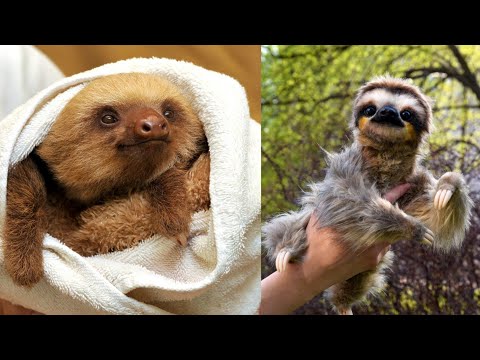 Cutest Baby Sloth ever | Cute Animals | Brave Wilderness What Does A Sloth Say? (cute sloth)