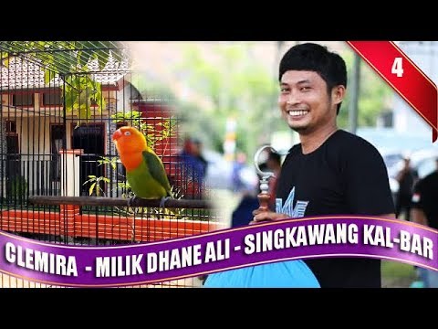 LOMBA LOVEBIRD ONLINE 4  - Aksi LoveBird CLEMIRA KLB Milik Dhane Ali Dari Singkawang KalBar