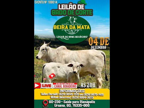 Beira da Mata Leilões - Uruana GO - Leilão de Gado de Corte em Goiás @canal.boiadeiro #live #gado