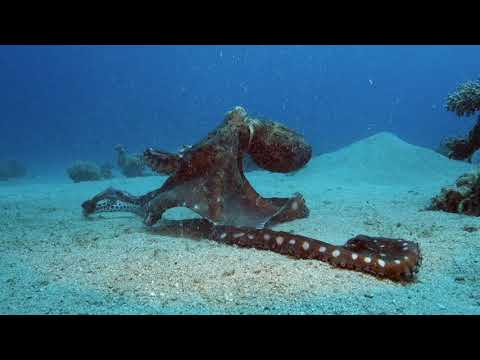 Octopus vs Moray fight