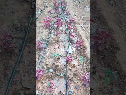 , title : 'Drip  Irrigation തുള്ളി നനയിലൂടെ സമയവും വെള്ളവും ലാഭിക്കാം...#agriculture #farming #viral'