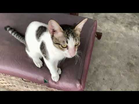 Cute Stray Cats in Ayala Malls Circuit 🐈 | Makati City, Philippines 🇵🇭 #cat #cats