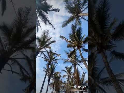 Beach Hopping 🌊🐚