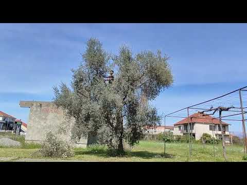 Rezidba pedesetogodišnje masline