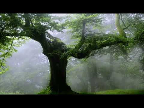 Akhlaqul Karimah Live Stream