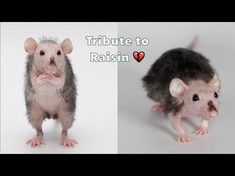 Tribute to my perfect rat Raisin - rest sweetly my little changling 💔