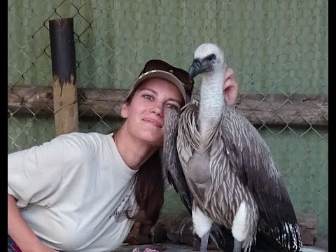 Handfeeding and cuddling a wild vulture