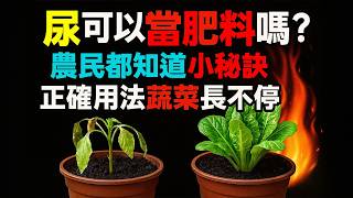 尿可以當肥料嗎？農民都知道的小祕訣，正確用法蔬菜長不停