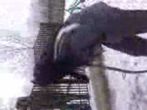 in curtea scolii de la cremenea