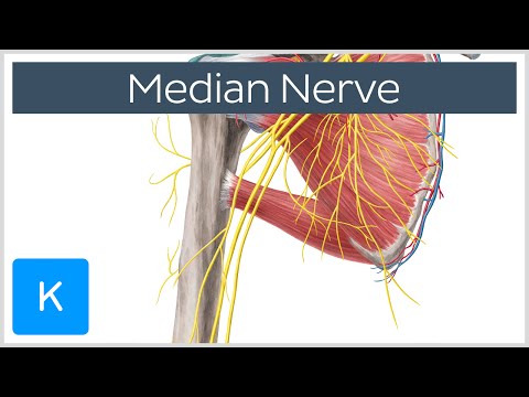 Median Nerve - Course, Distribution & Branches - Human Anatomy | Kenhub