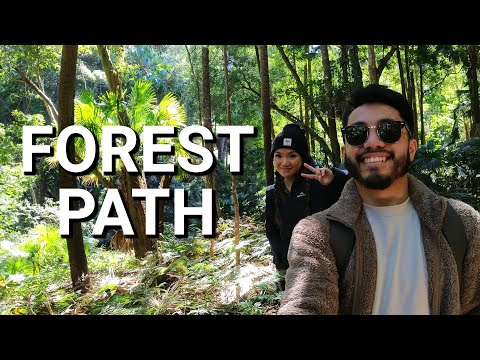 Hiking The Forest Path in Royal National Park