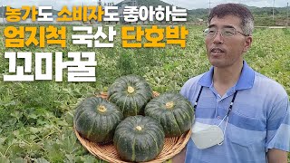 상품성 좋은 단호박 재배 이것만 기억하세요! 국산 품종 선택법부터 재배 노하우까지
