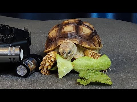 Too Cute Baby Animals Eating Food ASMR - ASMR MUKBANG | TURTLE TORTOISE EATING FOOD 먹방 🐢🍔