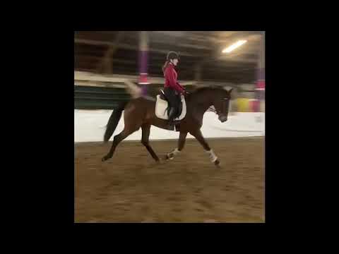 3 Jährige Stute v. Escolar aus Lady Chapeau v. San Amour