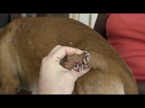Huge Maggots & Mangoworms Cleaning From Stray Dog ! Animal Rescue Video 2022 #15
