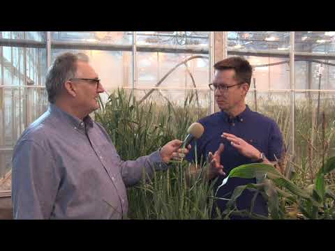 Wheat School: John Laurie
