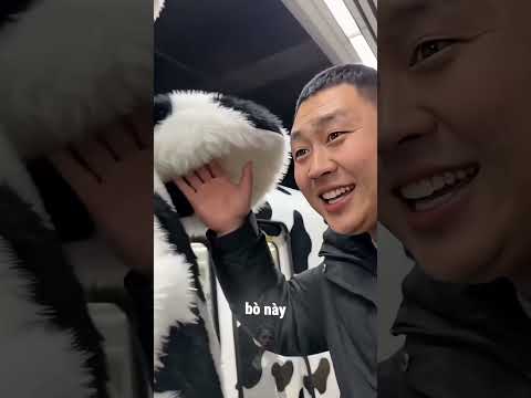 Câu Chuyện Về Bò 😮