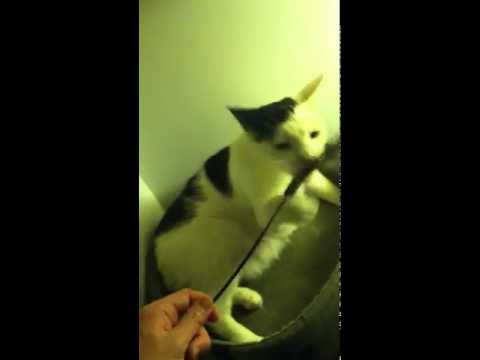 Conrad Feather Duster