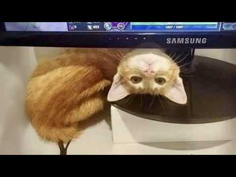 30 MINUTES Funniest CATS Caught on the Internet! 🤣 SUPER Funny Cat Videos