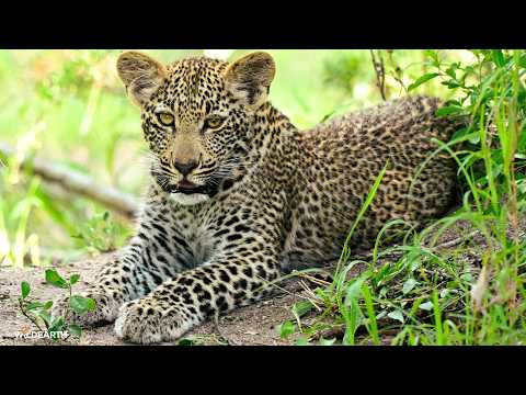 A Big Five morning  - SafariLIVE Sunrise - 19 February 2026