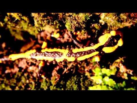Junger Feuersalamander(Salamandra salamandra terrestris(L. 1758)) am Abend des Novembers 2016