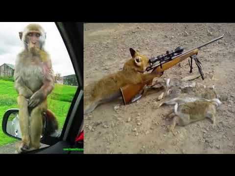 CATS will make you LAUGH YOUR HEAD OFF   Funny CAT compilation 2020 🤣#45🤣 - CA