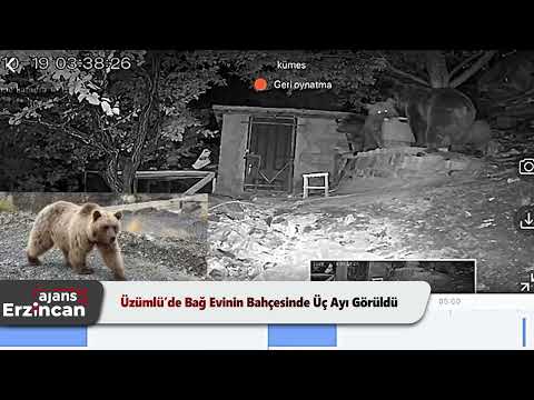 Üzümlü’de Bağ Evinin Bahçesinde Üç Ayı Görüldü