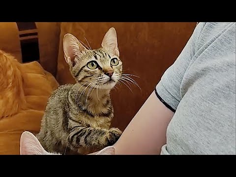 "Can you hug me too?”Seeing owner embrace another companion,the rescued stray cat longs to be loved