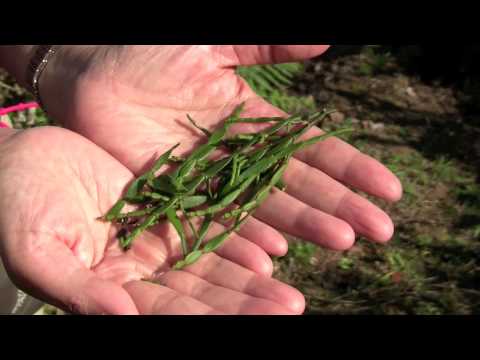 Crab Leg Growth on Ancient Pu-erh Tea Trees