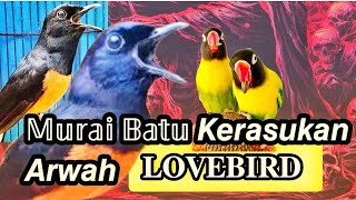 Download lagu MURAI BATU ISIAN LOVEBIRD NGEKEK PANJANG || Masteran Suara Murai Batu Rasa Lovebird Tembakan Mewah mp3