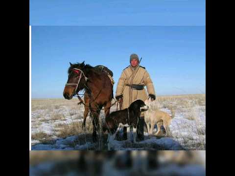, title : 'Казахская Степная Лошадь'