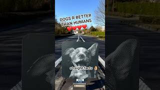 👑 DOGS R BETTER THAN HUMANS 👑 No lies detected 😈 #streetart #graffitiart #dogshorts