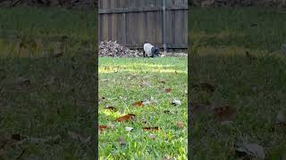 Video preview image #1 Shih Tzu-Unknown Mix Puppy For Sale in Boonton, NJ, USA