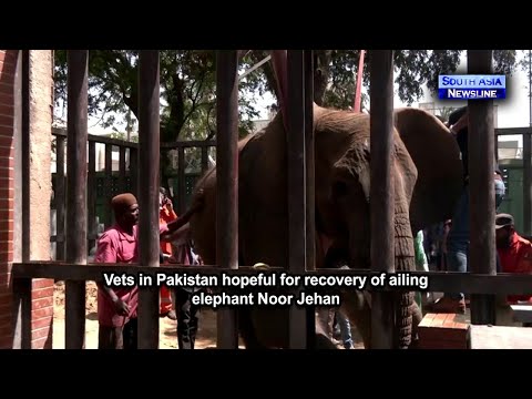 Vets in Pakistan hopeful for recovery of ailing elephant Noor Jehan